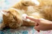 Estudo revela que ronronar de gatos é único como impressão digital