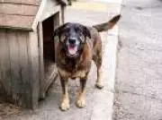 Ex-integrante do Guns N' Roses pede justiça por cão brutalmente morto em Santa Catarina