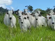 Exportação de bovinos de Roraima dispara em 2025, com crescimento de 231,9%