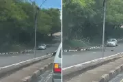 Família de quatis interrompe trânsito ao atravessar avenida em Presidente Prudente (SP)