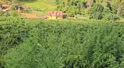 Família usava cafezal para esconder plantação de maconha em Fervedouro, MG