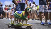 Fantasias Caninas Encantam o Mundo: Cães Vestidos de Super-Heróis e Celebridades