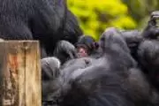 Filhote de chimpanzé do Zoo de São Paulo é batizado como Pepito após votação popular