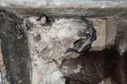 Filhote de gato é resgatado após ficar preso em concreto com água até o pescoço em MT