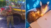 Filhote de veado-catingueiro é resgatado em lavoura após possível caça da mãe no RS