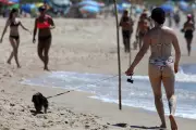 Florianópolis regulamenta presença de cães nas praias do Campeche e Ingleses com regras específicas
