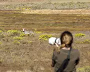 Fotógrafa brasileira capta beleza e brutalidade da vida selvagem em expedição à África do Sul