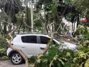 Galhos de Árvore Gigante Caem e Danificam Carros em São José dos Campos