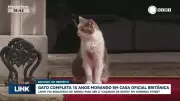Gato Larry completa 15 anos como morador oficial da residência do primeiro-ministro britânico