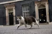 Gato Larry completa 15 anos como 'primeiro-felino' oficial do governo britânico