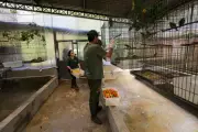 Governo de SP investe R$ 40 milhões em programa de reabilitação de animais silvestres