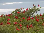Guarás retornam após 80 anos e impulsionam turismo ambiental no litoral do Paraná