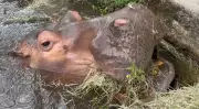Hipopótamo Juninho, de 50 anos, morre e fecha Parque Ecológico em Leme, SP
