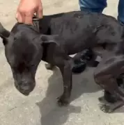 Homem é preso por tentar matar cachorro a pauladas em Juiz de Fora