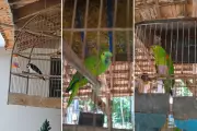 Homem de 63 anos é multado em R$ 2 mil por manter aves silvestres em cativeiro em Osvaldo Cruz