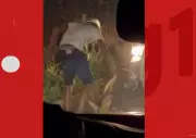 Homem flagrado agredindo tamanduá-bandeira com violência em estrada de Itapebi, Bahia