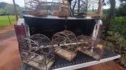 Homem multado em R$ 6,5 mil por manter aves silvestres em cativeiro em Leme, SP