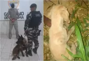 Homem é preso no trabalho suspeito de atirar em filhote de cachorro no bairro Nova Cidade