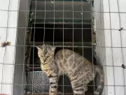 Homem é preso por maus-tratos a animais em Vassouras; 24 pets são resgatados