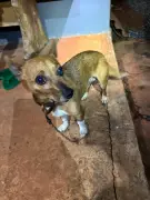 Idosa de 66 anos é resgatada de cisterna de 13 metros após cachorro alertar irmã em Montes Claros
