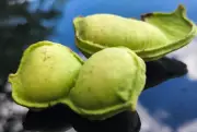 Ingá: a fruta nativa que conquistou as ruas e quintais de Campo Grande