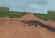 Jacaré-açu gigante atravessa estrada no interior do Tocantins e impressiona moradores