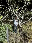 Jovem é amarrado em árvore e agredido por moradores após furto em igreja maçônica em Roraima