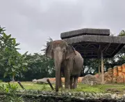 Justiça decide que elefanta Baby permanece no Beto Carrero até fim de disputa judicial