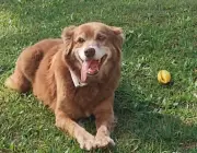 Lei Bob Coveiro: SP autoriza sepultamento de pets em jazigos familiares