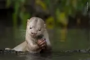 Lontra rara do Pantanal disputa prêmio mundial de fotografia de natureza em 2026