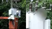 Macaco morre após choque elétrico em transformador no Bosque Rodrigues Alves, em Belém