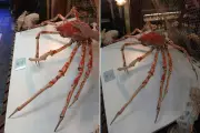 Maior caranguejo do mundo está em exposição no Museu do Mar de Santos, SP