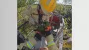 Maritaca é salva por bombeiros após ficar presa em linha de pipa em árvore de Maringá