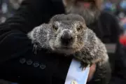Marmota Phil prevê inverno longo no Hemisfério Norte em tradicional Dia da Marmota