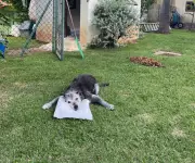 Morre Pingo, vira-lata de 21 anos que era sensação em posto de gasolina de Vinhedo