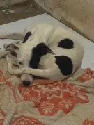 Mulher é autuada por abandonar cadela atropelada em Unaí, MG, após alegar falta de recursos