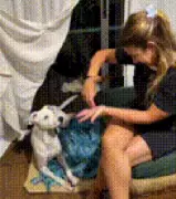 Mulher adota cão surdo e ensina linguagem de sinais ao animal na Argentina