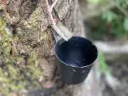 Mulheres da Amazônia transformam látex em joias orgânicas e promovem sustentabilidade