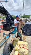 Oito animais são resgatados de embarcação irregular na Feira do Açaí, em Belém