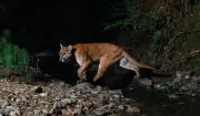 Onça-parda é flagrada em campus da Unesp de Rio Claro (SP) em vídeo raro