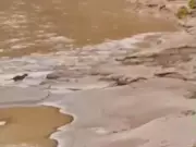 Onça-pintada é flagrada em caçada inédita na Estação Ecológica Rio Acre, no Acre