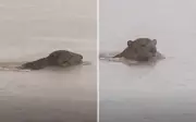 Onça-pintada impressiona pescador ao cruzar Rio Araguaia em Goiás