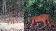 Onças-pardas trigêmeas são registradas em reserva biológica do Espírito Santo