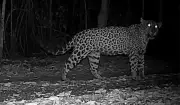 Onças-pintadas são gravadas miando na natureza pela primeira vez no Paraná