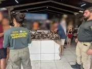 Operação Defeso apreende quase 900 caranguejos-uçá no litoral do Piauí