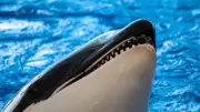 Orcas: A Verdadeira Face dos 'Golfinhos Assassinos' Além da Imagem Amigável