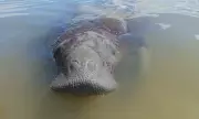 Peixe-boi Astro, símbolo de conservação, sofre atropelamento grave por embarcação em Sergipe