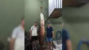 Pescadores capturam pirarucu de 135 kg com linha de 35 libras em Riolândia