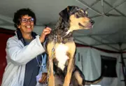 Petrópolis inicia cadastro para castração gratuita de cães e gatos