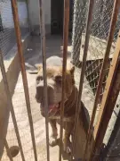Pitbull é resgatado em situação de abandono em Nova Odessa após denúncias
